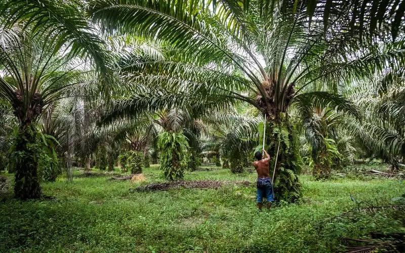 Palm Cooking Oil 3.jpeg