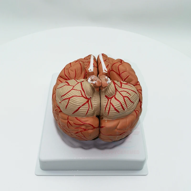 HC-S246 Human brain model anatomy Cerebral artery model head with cerebral artery model