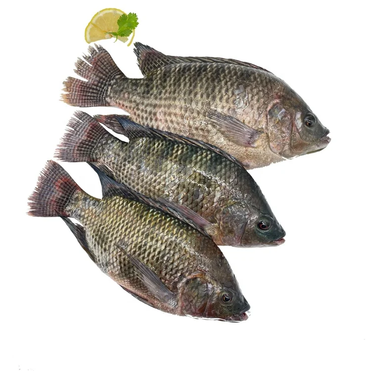 Fresh Frozen Tilapia Fish Farming Price