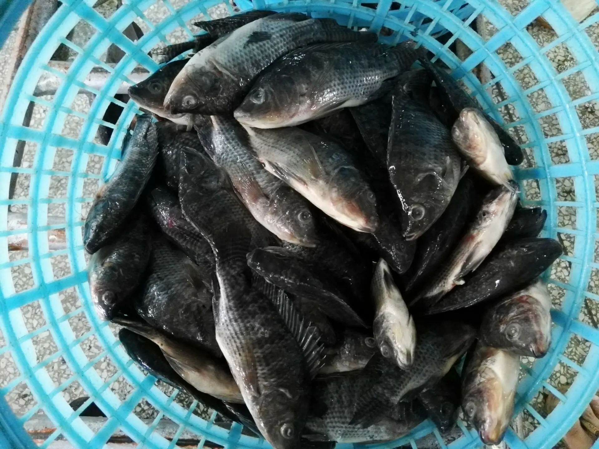 Top Ten Suppliers of Alive Tilapia Fish Frozen Tilapia Whole Round with Competitive Price and Stable Supply