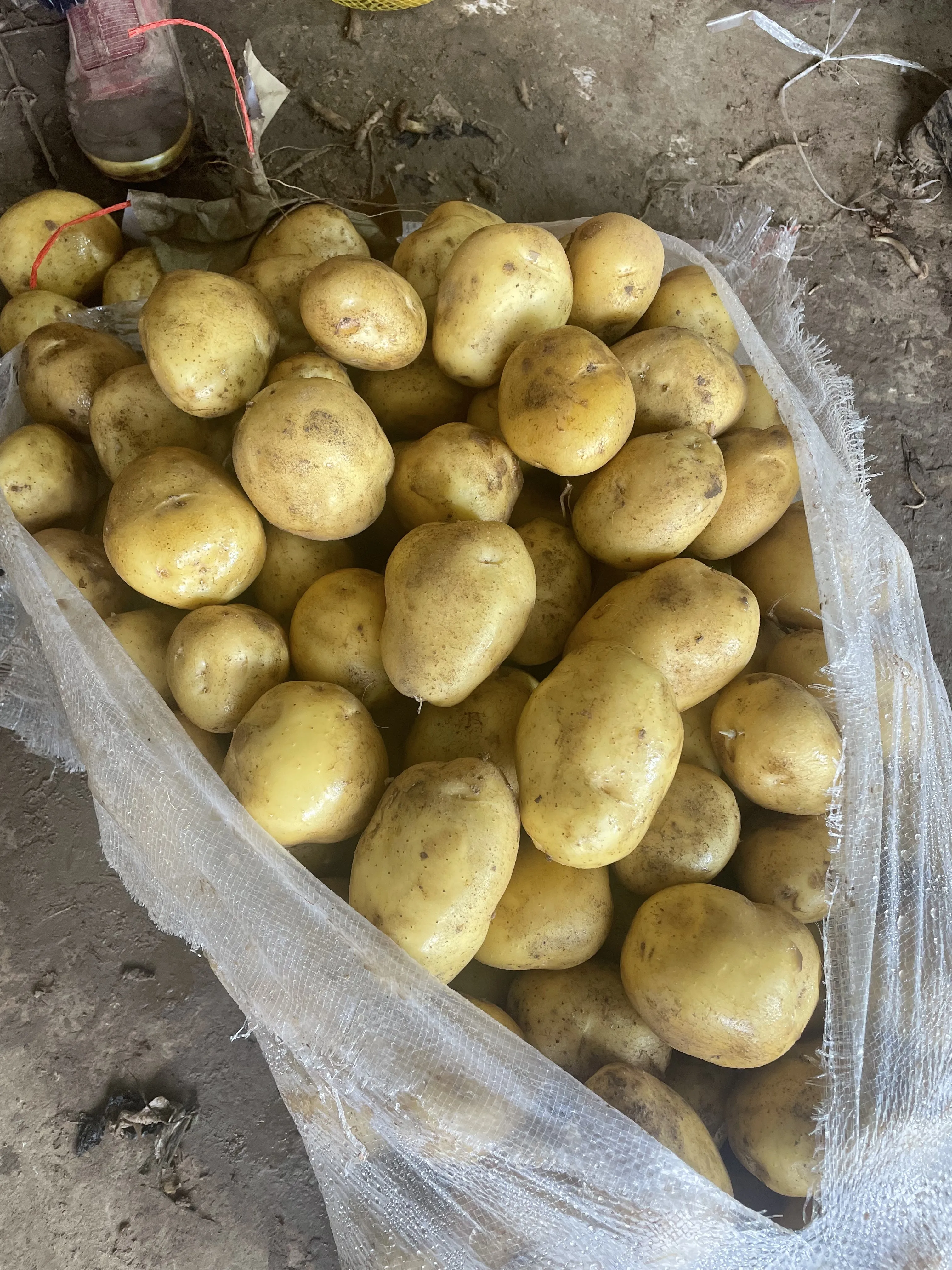 Chinese Fresh Potato Price per ton New Harvest Fresh Potato