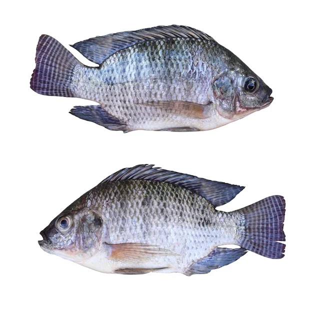 Цельная круглая рыба, морепродукты, рыба тилапия