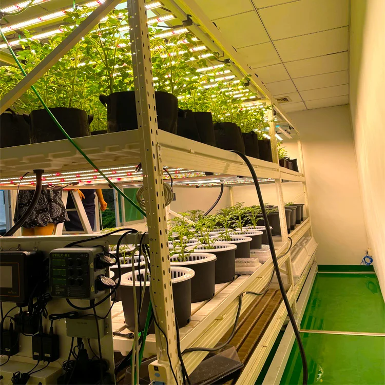 vertical farming container pipp vertical mushroom cultivation growing racks