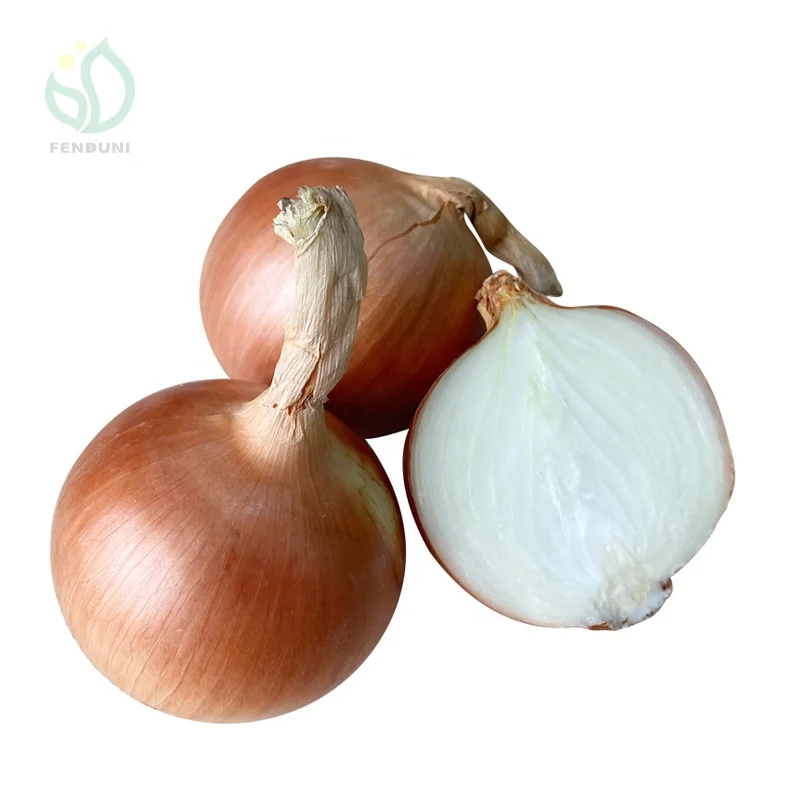 Fresh yellow onion brown onion non peeled onion price 1 kg