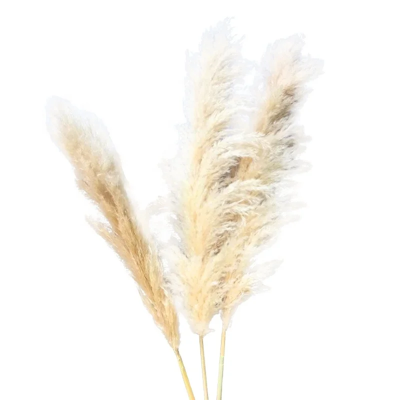 Натуральная пампасная трава на заказ, свадебные цветы, настоящая пампасная трава для Amazon