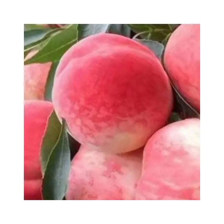 Fully stocked fruits sale Beijing no.7 sweet fresh peaches