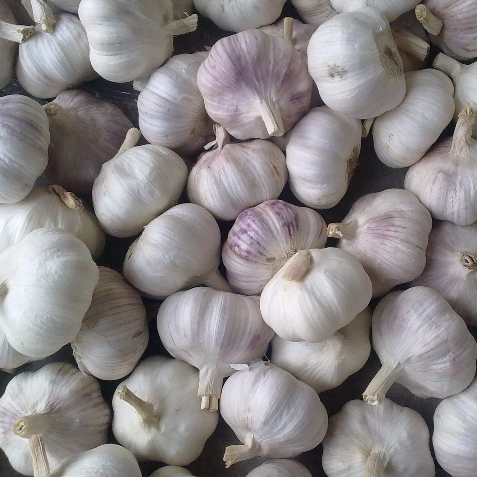Mesh Bag Packing Chinese Normal White Fresh Garlic in 10kg Crop Style Color Weight Origin Type Shandong Size Product
