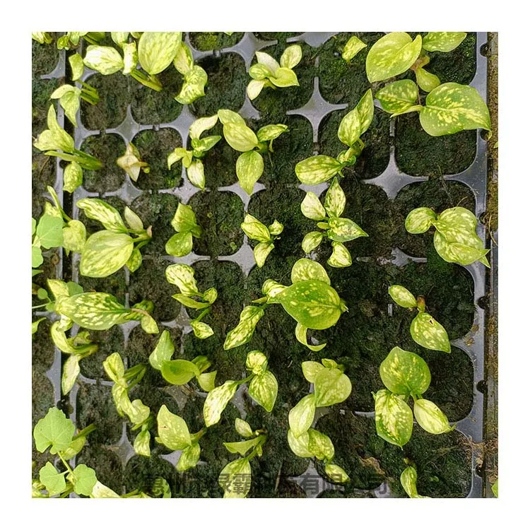 Popular Chinese Evergreen plant white Aglaonema  artificial plant bonsai