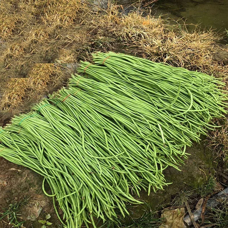 
High yield four seasons long green bean seeds from China 