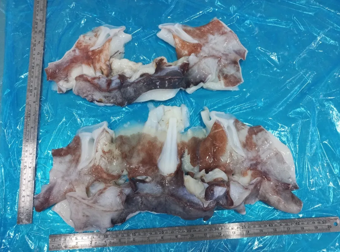 Frozen Giant Squid Fillet with Wings Premium Quality Seafood