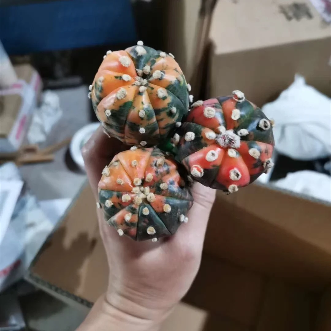 
Top sale colorful Astrophytum grafted red yellow color Mini Cactus real Succulent indoor Plant for home garden decoration 