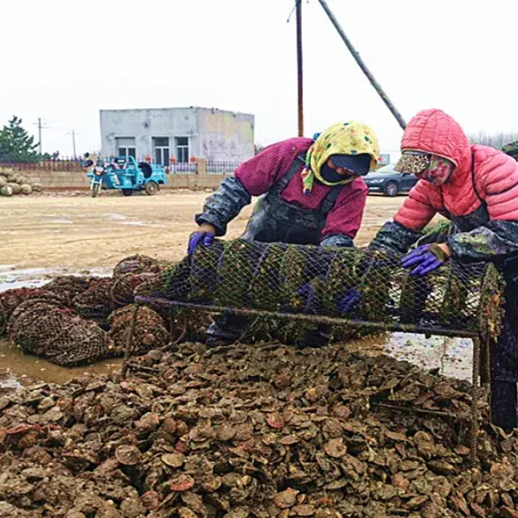 Qinghong Aquaculture Trap Plastic Plate Scallop Cage High Quality oyster scallop breeding net
