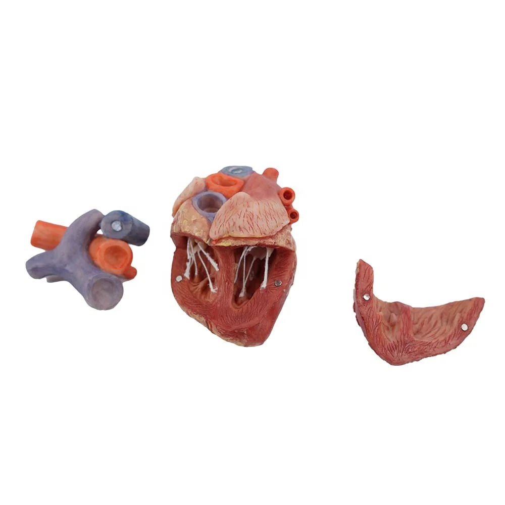 Manufactory Direct Heart Anatomical Model High Simulation Anatomy Models