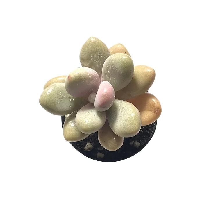 Nursery for sale wholesale mix pink succulent plants cactus plants succulent