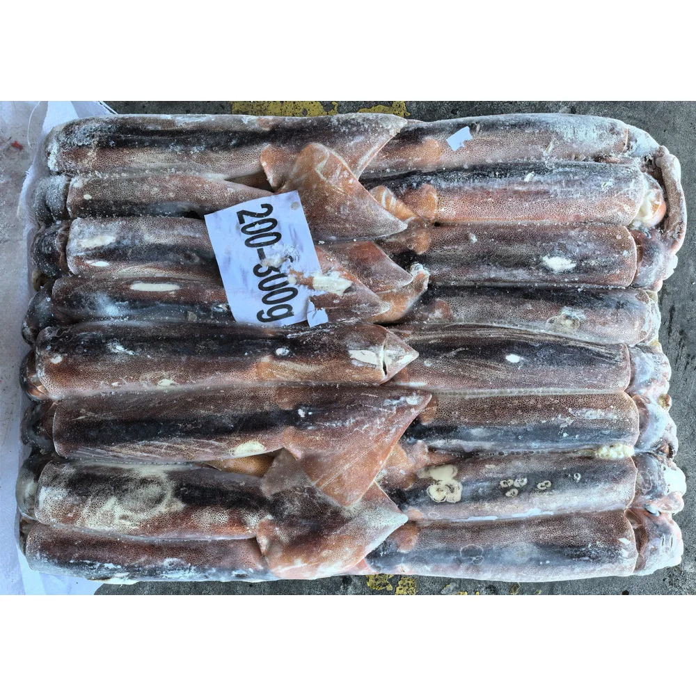 China export iqf illex squid argentina illex squid frozen illex squid w/r