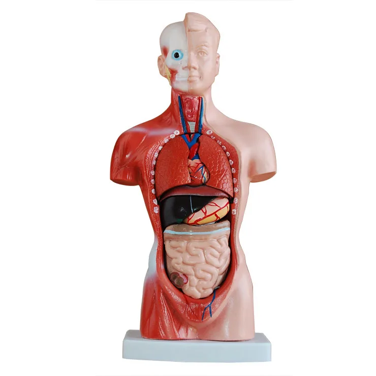 New Arrived 26cm Mini Desktop Torso Model Human Organs Model with 15 parts for school use