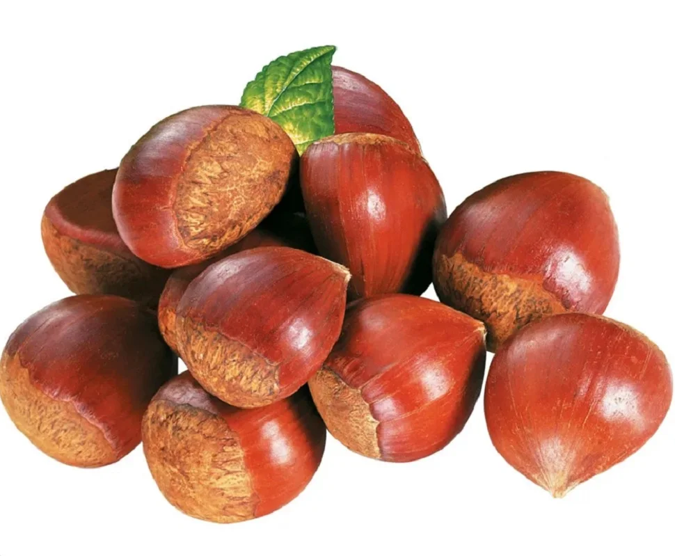 Свежий каштановый с мешком и мешком по Заводской Цене для Саудовской Аравии