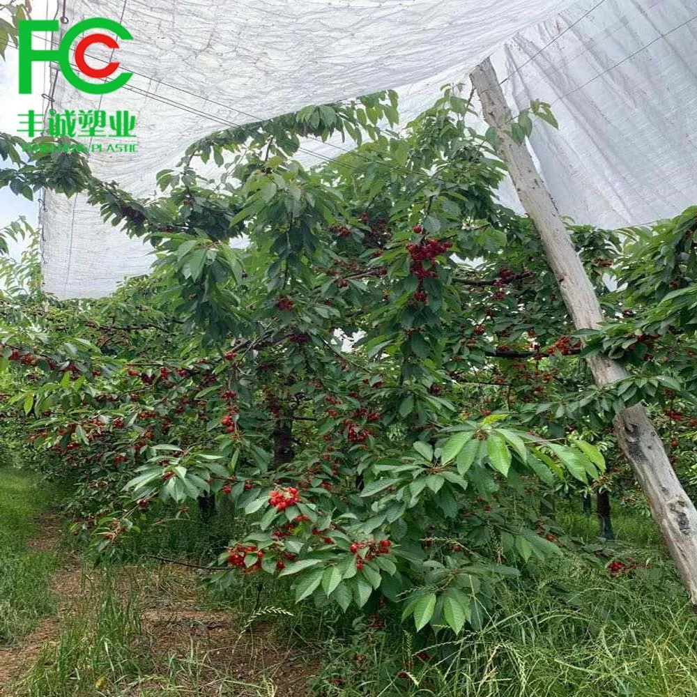 150GSM HDPE Reinforced Grape Rain Cover Tarpaulin Cherry Crop Protected Under Plastic Covers