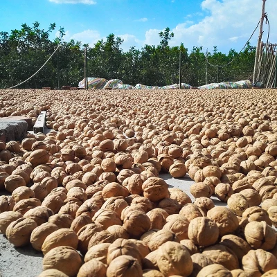 Good price wholesale sale fresh chinese dryfruits paper shell walnut sample walnut