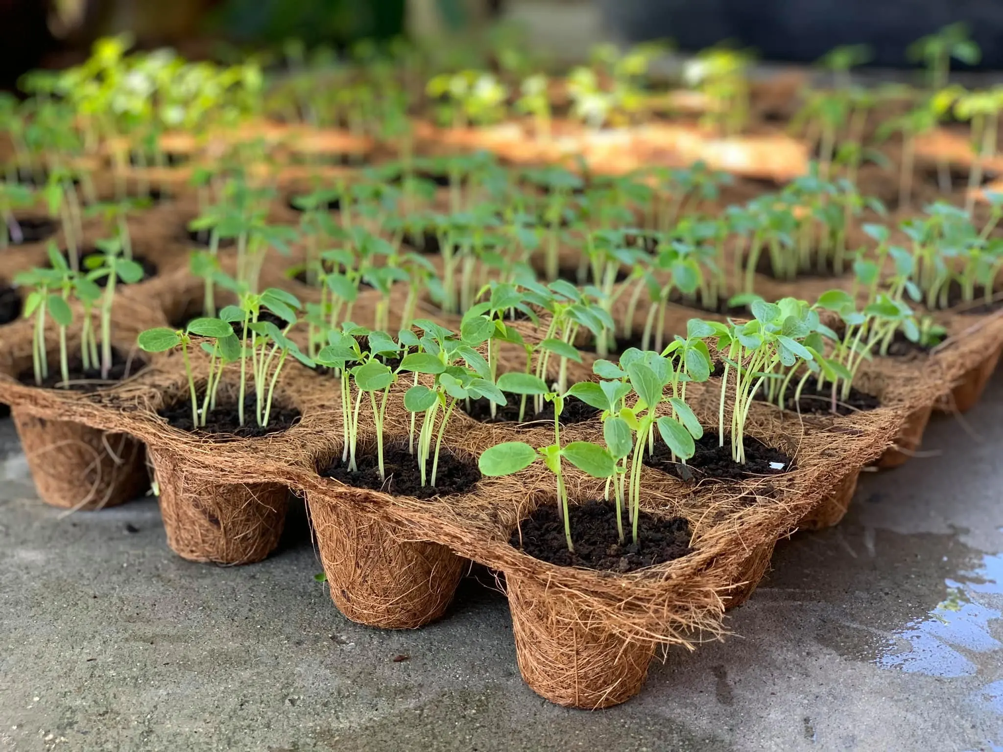  Cocopot RS003 15 5x14x9 см натуральный продукт кокосовое волокно из Таиланда древесный горшок изготовлен натурального кокосового волокна