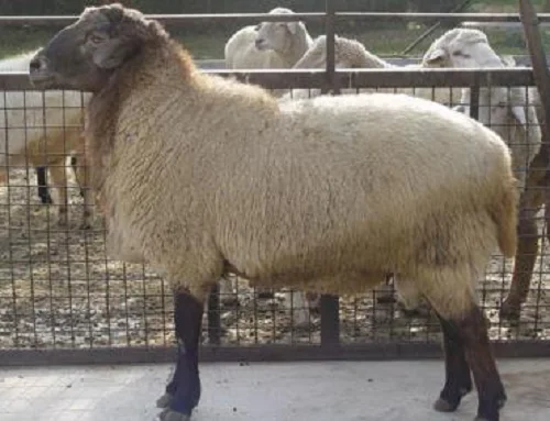 Moghani Sheep,cow,camel,sheep,goat,ox,bull