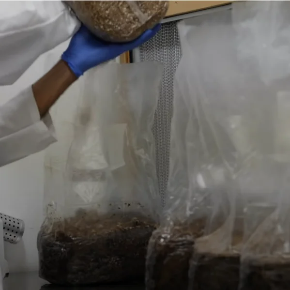 Polypropylene Material Mycelium Inoculate Mushroom Cultivating Bag Spawn Incubation Bag