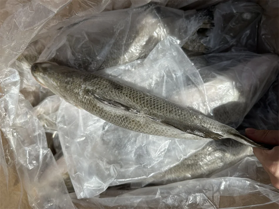 IQF Wholesale Baramundi Frozen Sea Bass