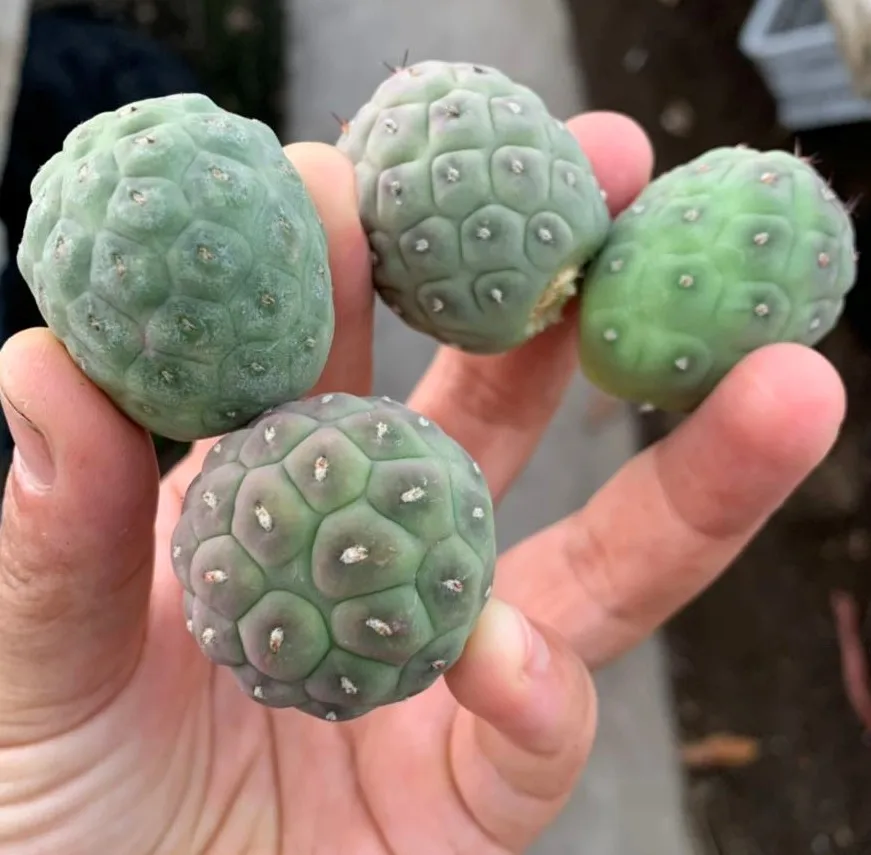 
Low price natural beauty real plant cactus Tephrocactus geometricus variegata for sale 