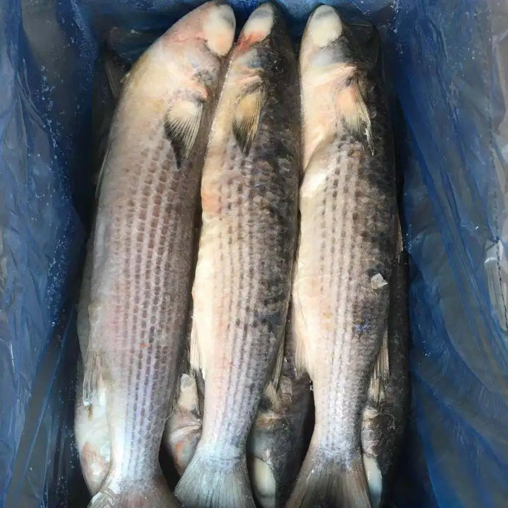 Frozen Grey Mullet Gutted cheap price offering
