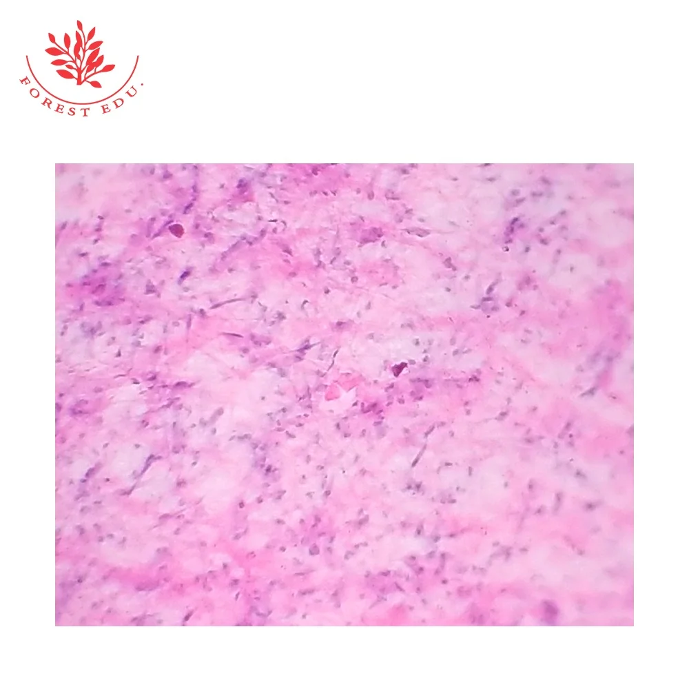 4 Human histology slides.jpg