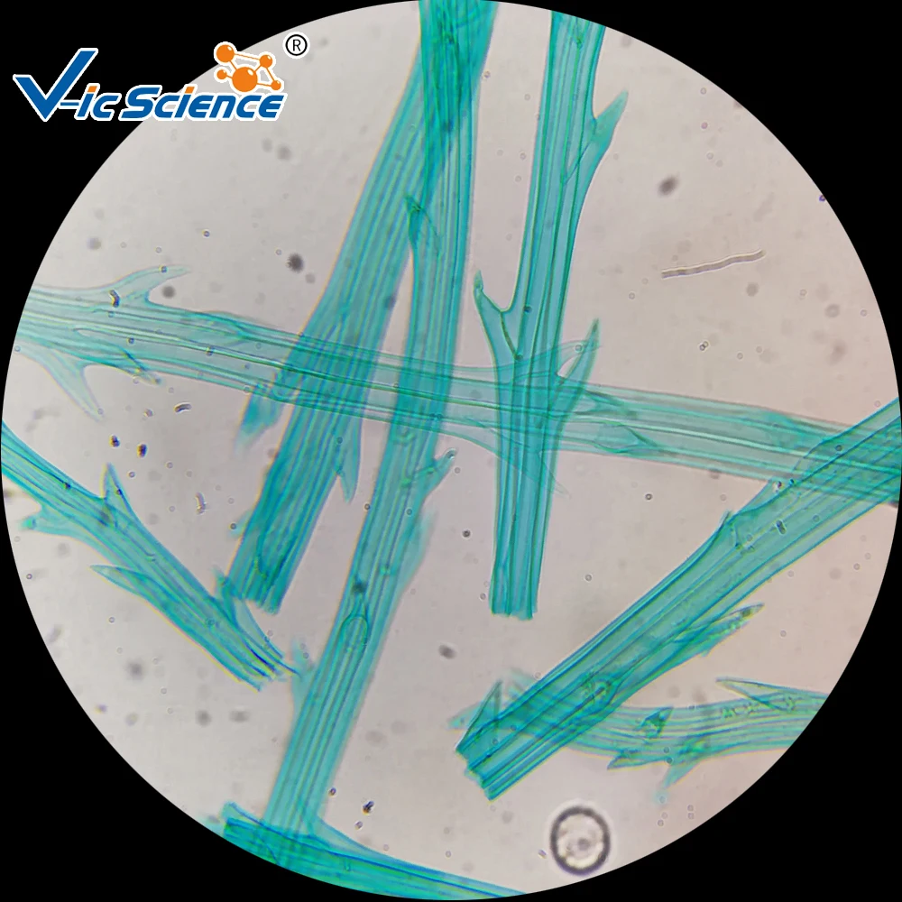 Microbiological Bacterial Specimens Slides of Biology Pathology Prepared Educational Supplies Microscope Slide Set with Plastic