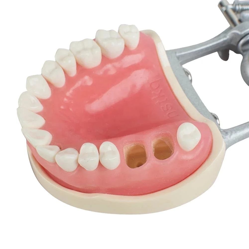 dental model teeth  for studying