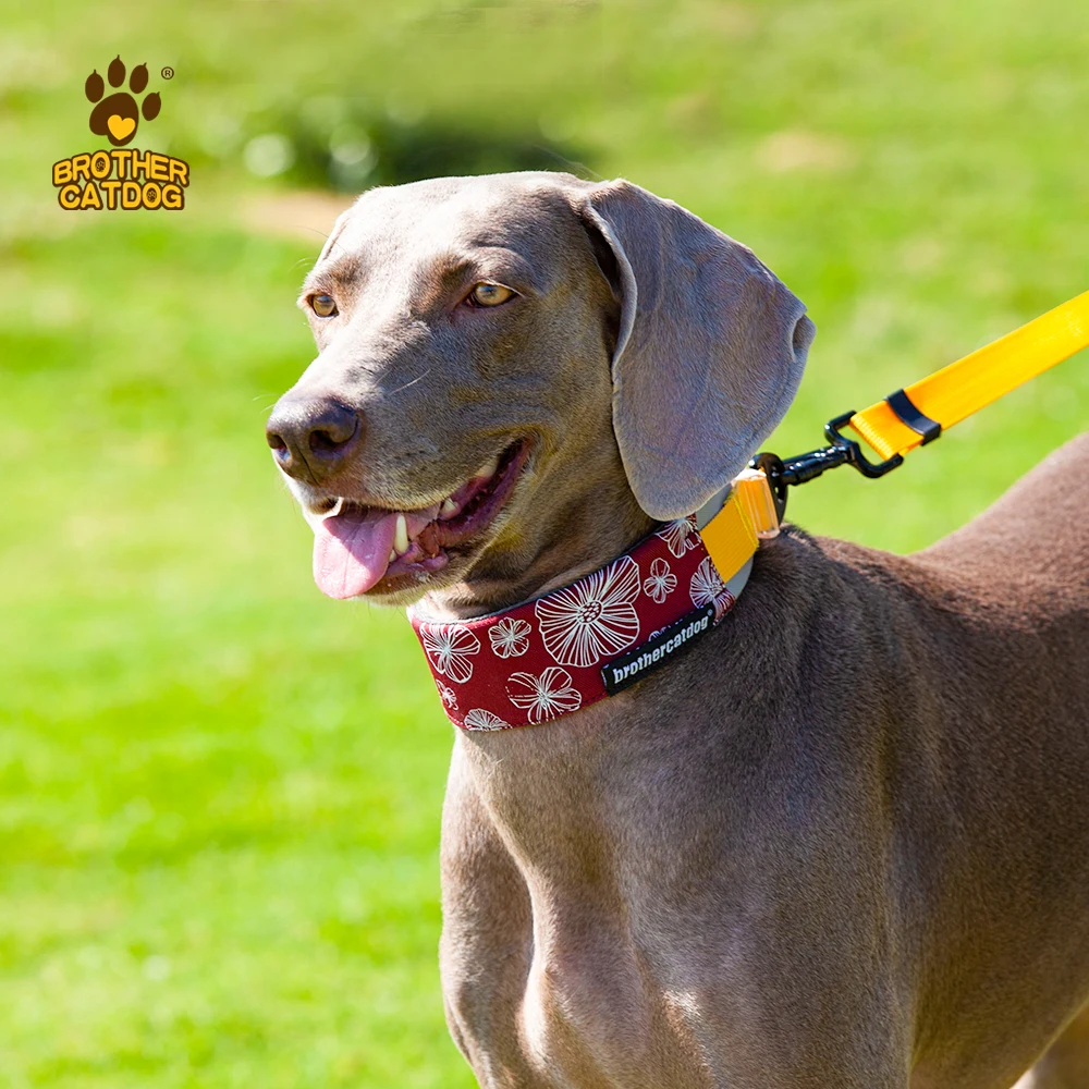 custom brand name Outdoor walk Dog Collar fashion color pet attractive dog collar