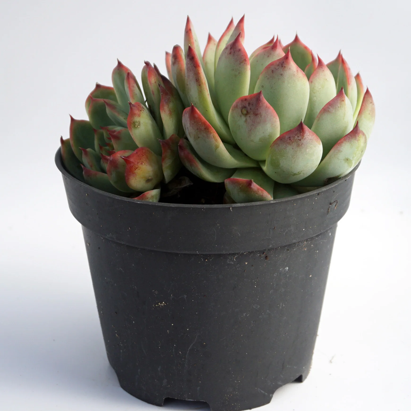 china live plantsFactory direct supply of suculentas natural wholesale succulent plant