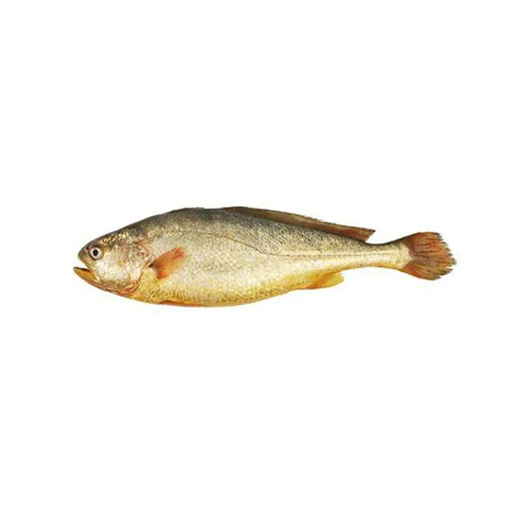 Hot Sale Whole Round Live Black yellow croaker fish Fish Frozen