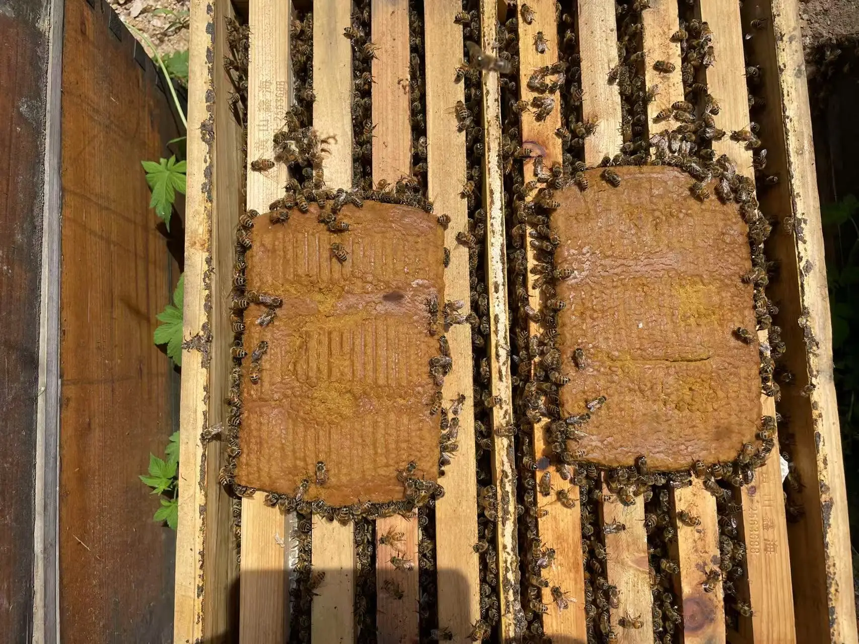 Высококачественный пчелиный корм премиум-класса с натуральным заменителем пыльцы производство из Китая