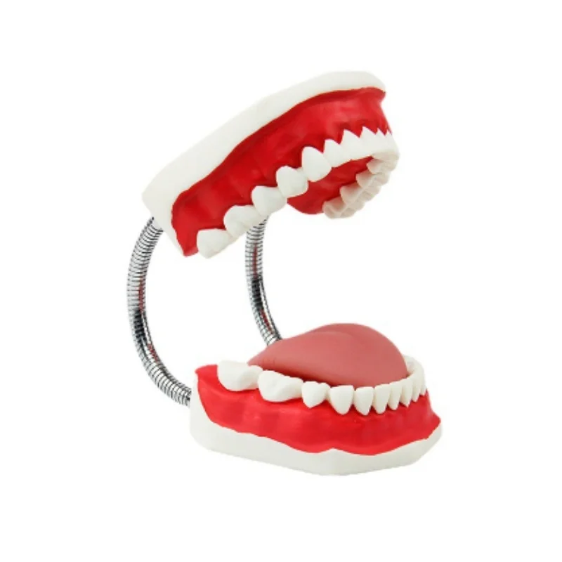 DARHMMY PVC Dental Care Models for Oral Hygiene for Schools Hospitals Training