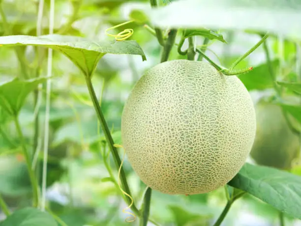 Top Quality Kinds of Japanese IQF frozen fruit Melon(Block)