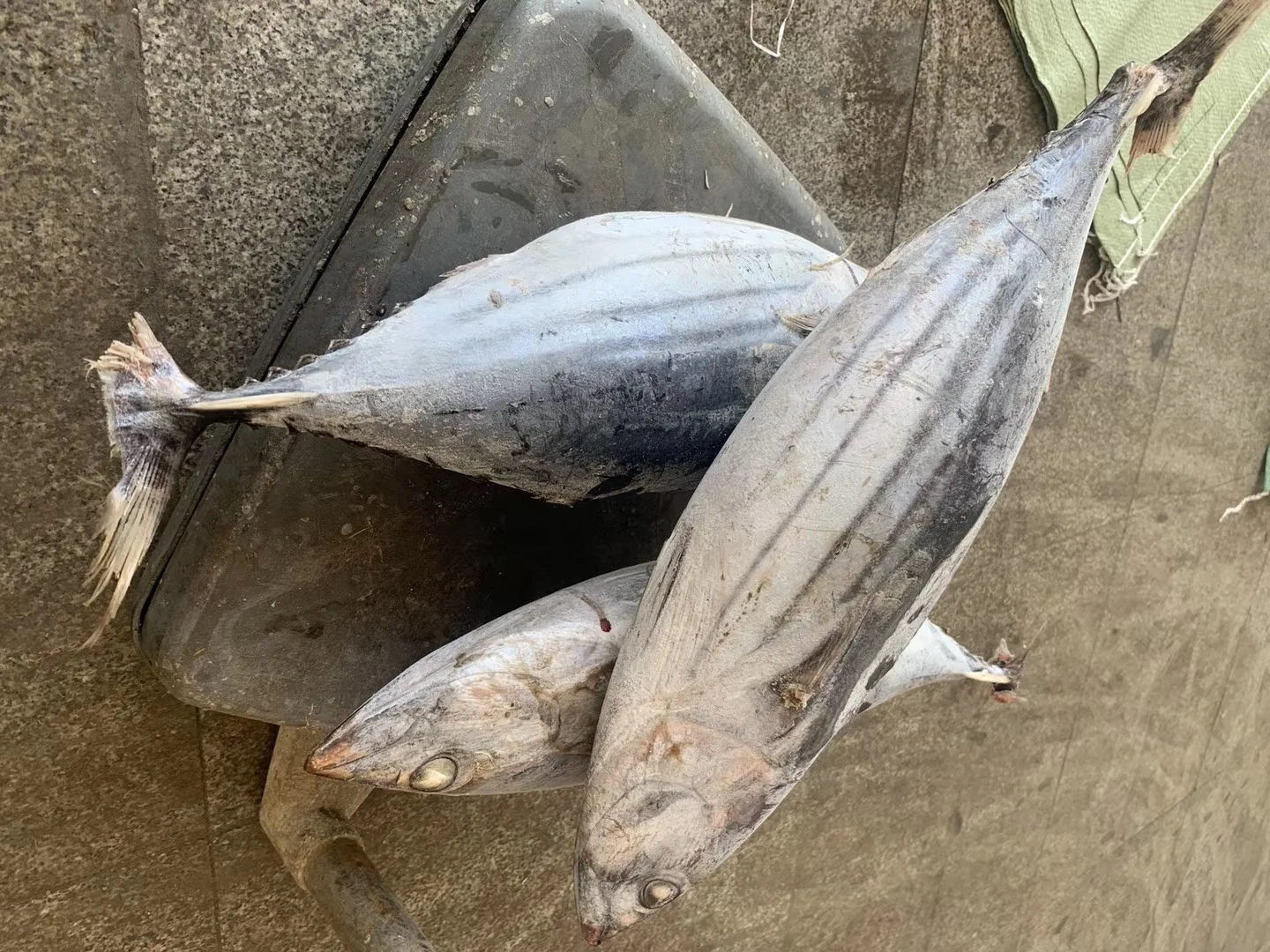 Best price Seafood Frozen Whole Round Bonito Tuna Fish Skipjack