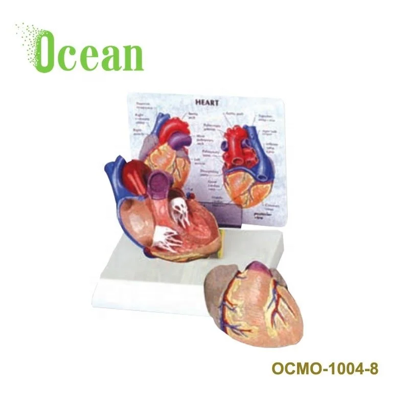 High quality PVC Human Heart model with instruction medical model for advertisement Demonstration