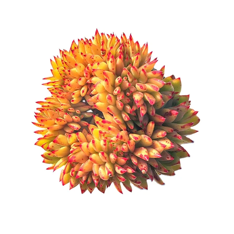 
korean farm cactus nurseries succulent gift box succulent plants gold 