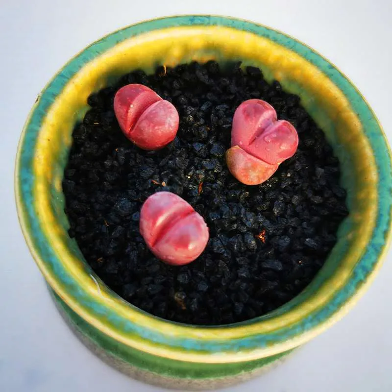 
Red Lithops,beautiful Lithops. Lithops optica.easy to feed 