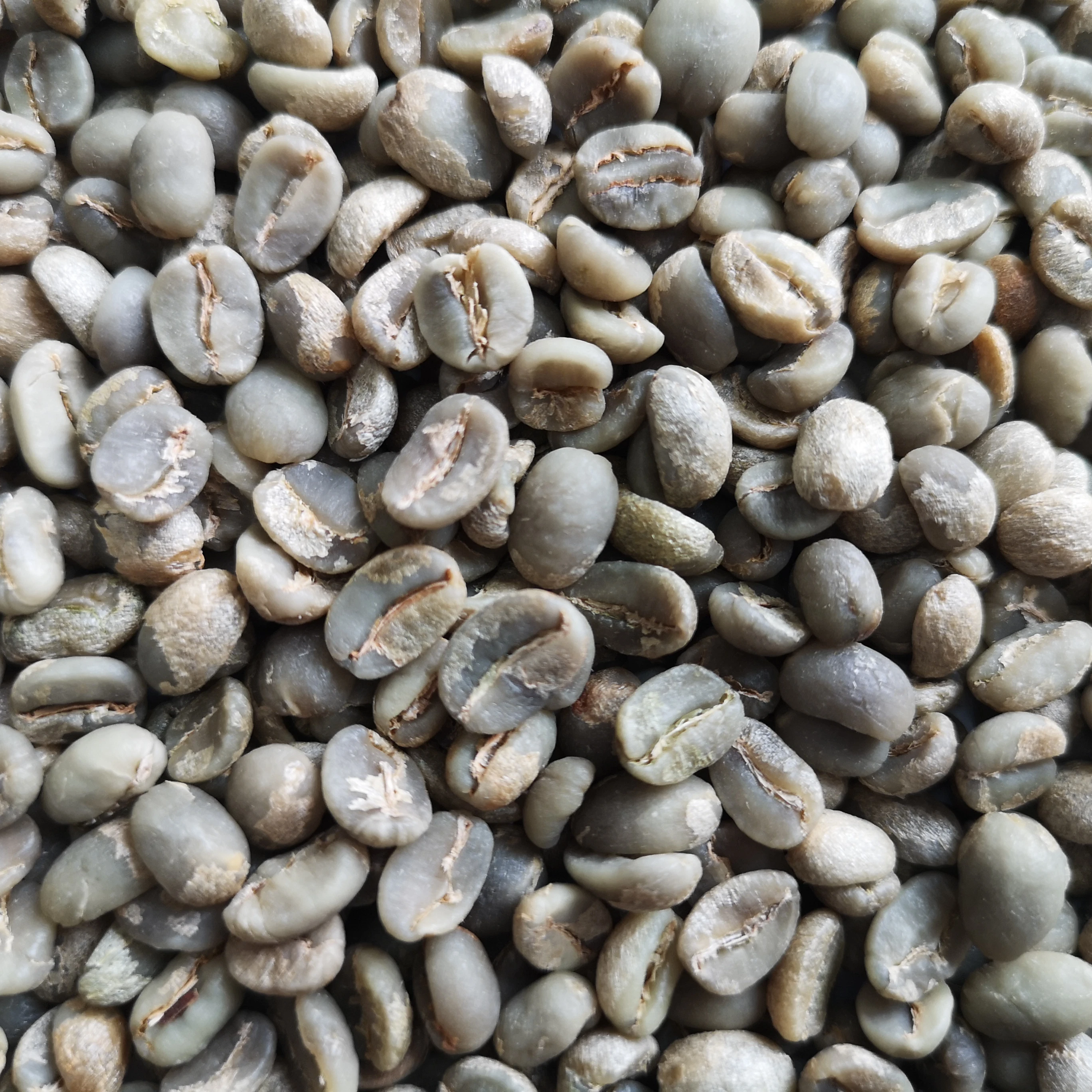 Chinese yunnan arabica washed green coffee beans,simao grade 1