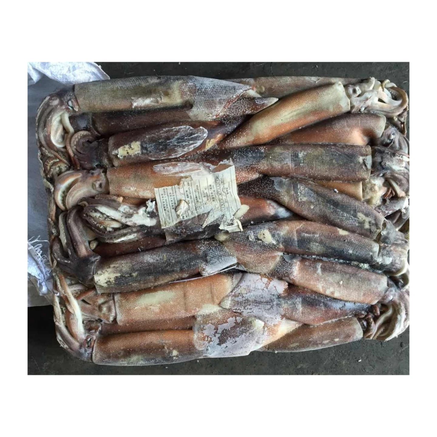 Whole Round Squid Export Frozen Illex Squid SANFENG SEAFOOD BQF Argentina Squid Wholesale