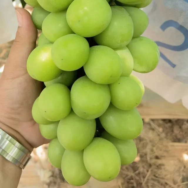 New Crop Delicious Green Grapes Organic Grapes Fresh Fruit Red Grape For Sale