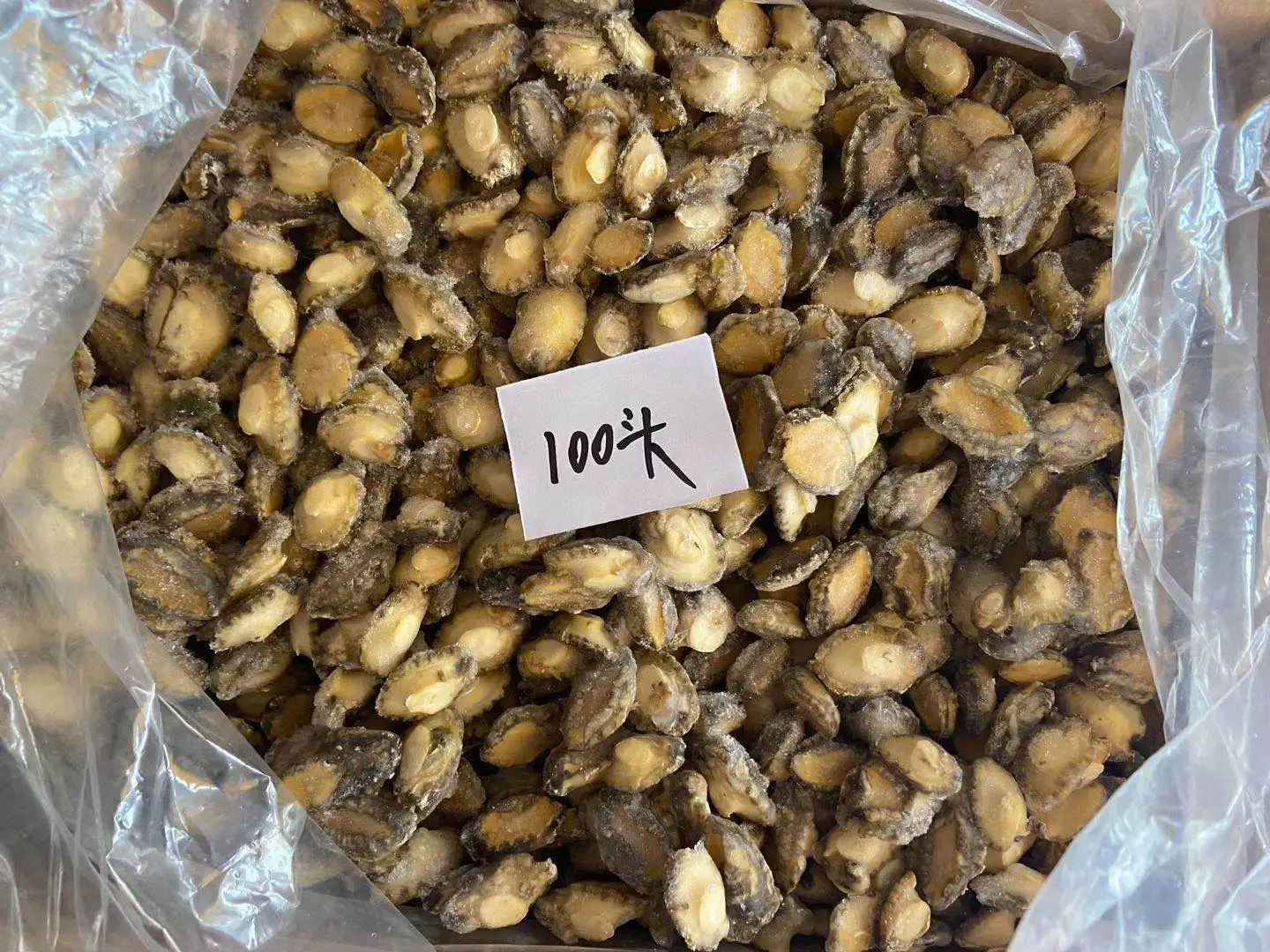 Wholesale  In With Shell Abalone Haliotis In Shells