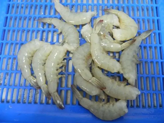  Новые замороженные креветки Vannamei для Вьетнама
