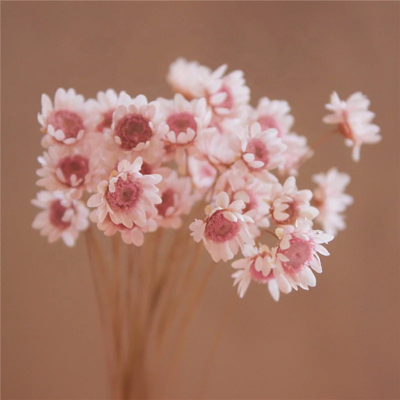 
Mini star daisy, real flowers natural dried flowers white pink flowers for Filler of the glass bottles for Home decoration 