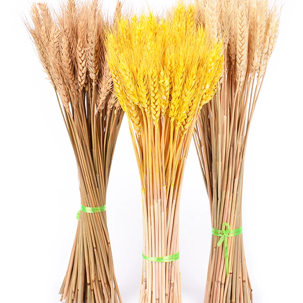 Fall Flower Arrangement Colorful Barley Straw Dried Wheat Flowel barley dried flowers preserved flower barley