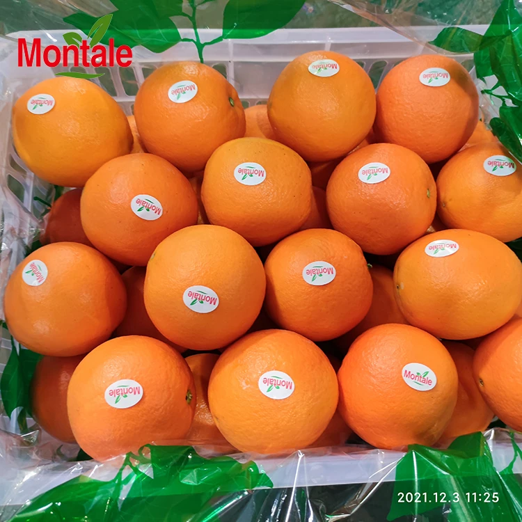 Hot selling navel orange fresh fruits oranges